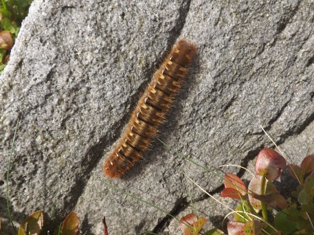 Clougha Hairy Caterpillar