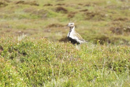 Clougha Ringed Plover