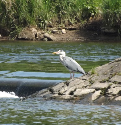 Crook Heron 2