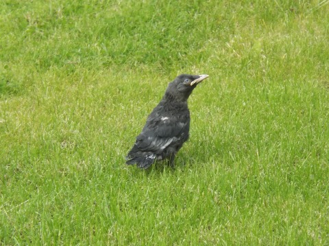 Fledgling 1