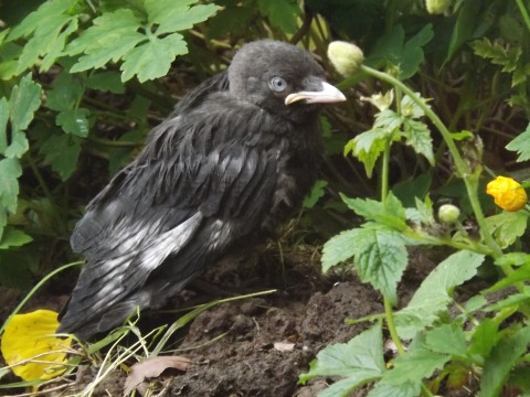Fledgling 4
