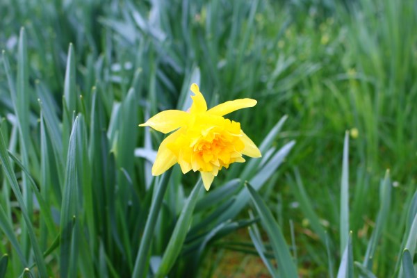 Daffodil March