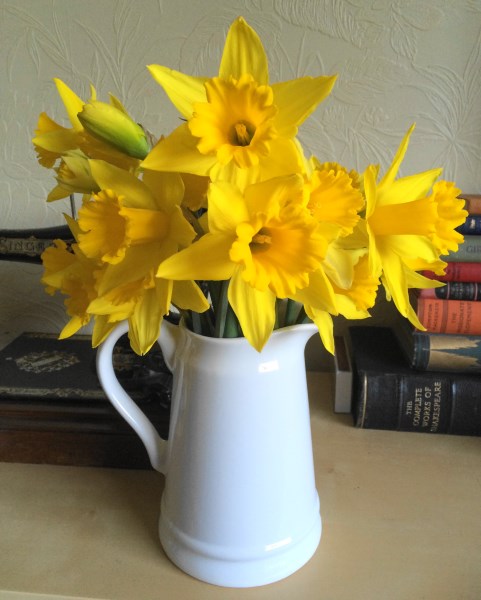 Daffodils 1