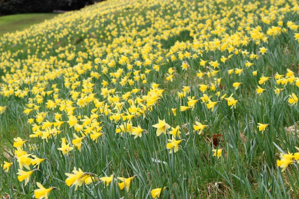 Sizergh Castle Daffodils 2