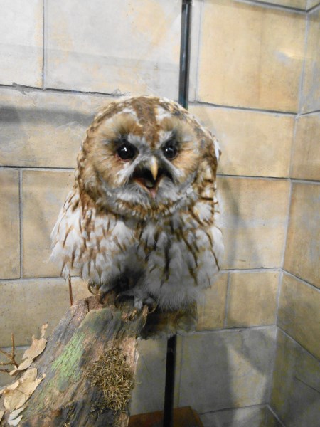 Natural History Museum 2