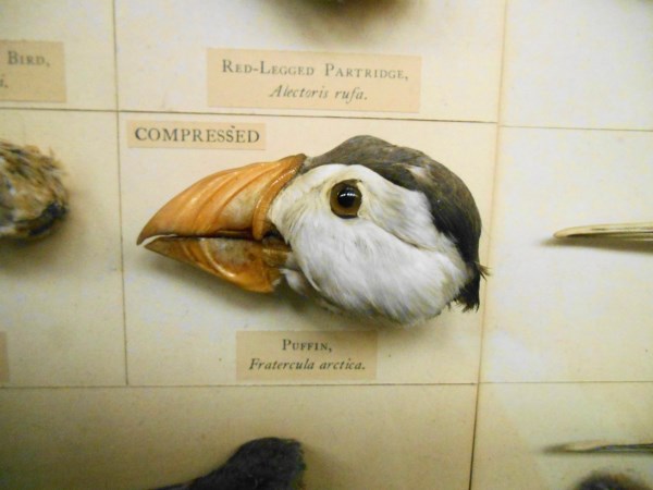 Natural History Museum 3