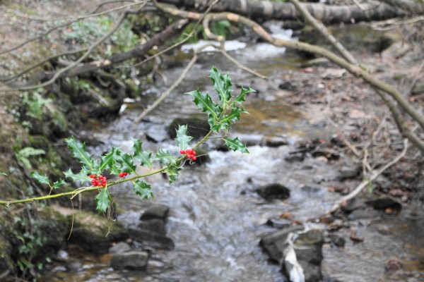 Crook Of Lune 3 Jan 2016